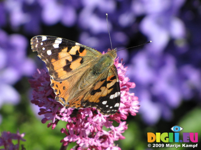 SX06504 Painted lady butterfly (Cynthia cardui) on pink flower Red Valerian (Centranthus ruber)